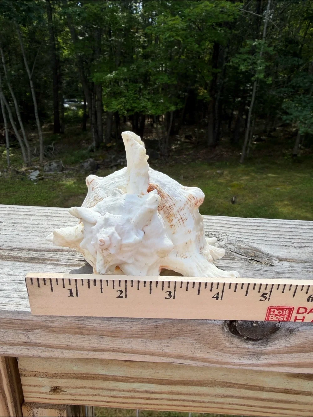 Large 5” SeaShell | Looks Great with an Airplant Inside 🐚🪴